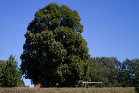 Boom vanaf de vecht