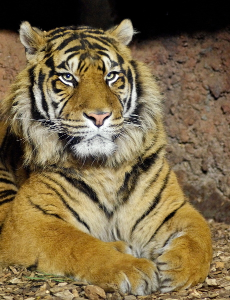 Tiger in color