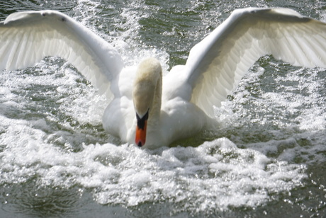 Zwaan op de Duitse Moezel