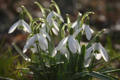 Sneeuwklokjes in Lente