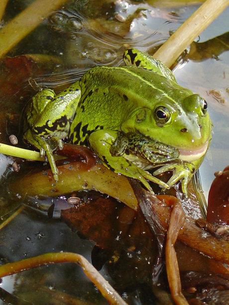 kanibalisme in onze vijver