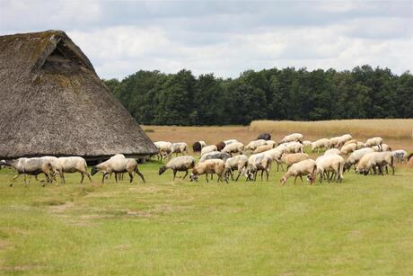 schapen rond een boerderij