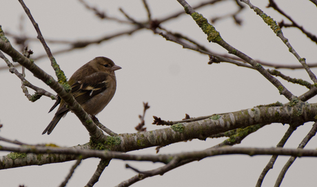 Vink (vrouwtje)