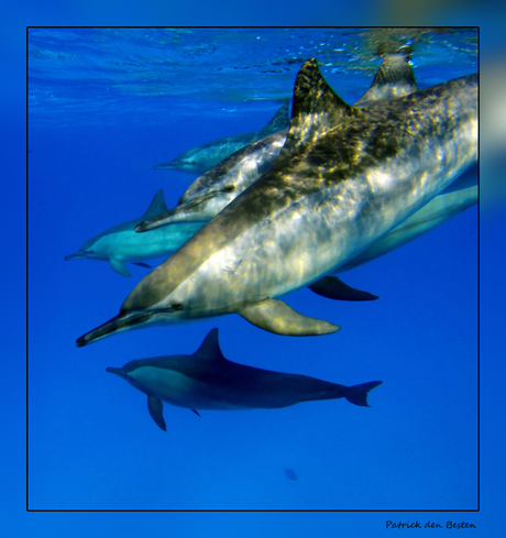 Het leven in de rode zee : Spinner dolfijn