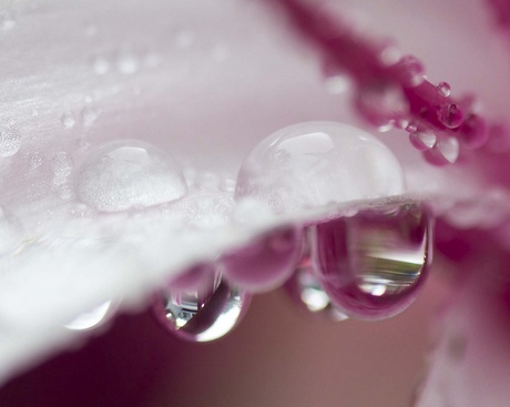 Pink drops