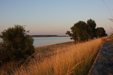 DSC00512.JPG Gouden gloed