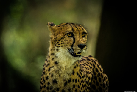 Cheetah