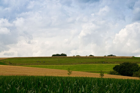 Limburgs landschap