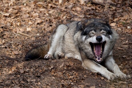 Wolf in Ouwehands Dierenpark