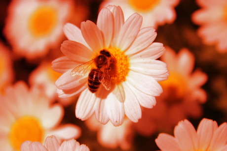 Bij op margriet