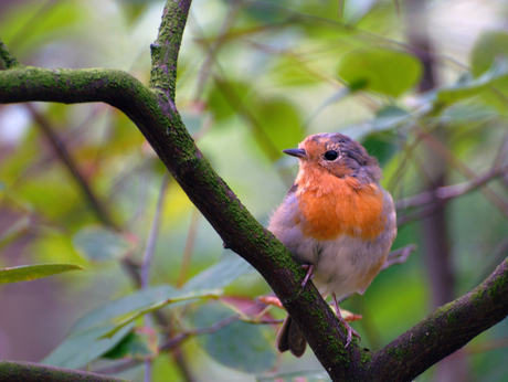 Roodborst