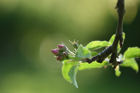 appelbloesem