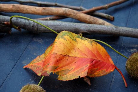 Herfstkleuren