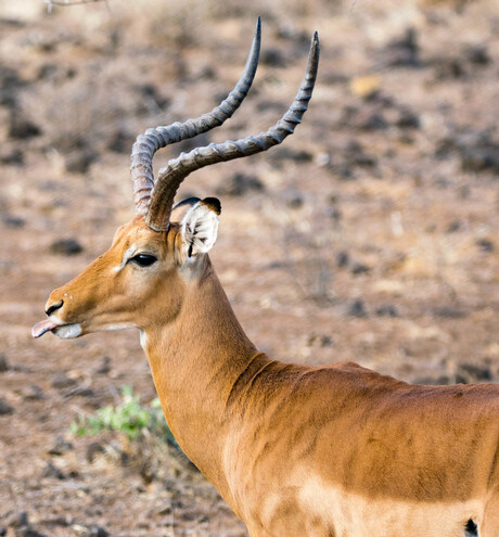 15-07-2016 - Grant Gazelle - Samburu National Reserve