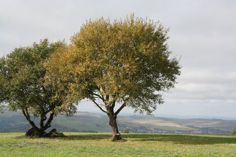 landschap Rheinland