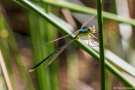 Strijbeekse heide Macro Libelle