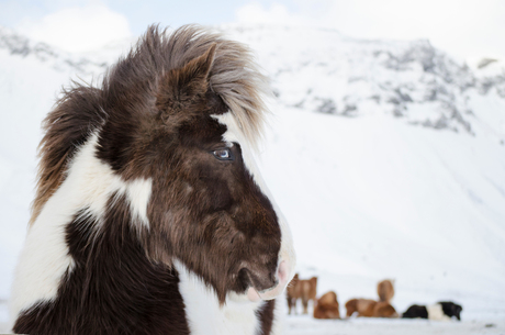 Icelandic Horse - Blue eyes