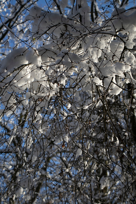 wattjes in de bomen