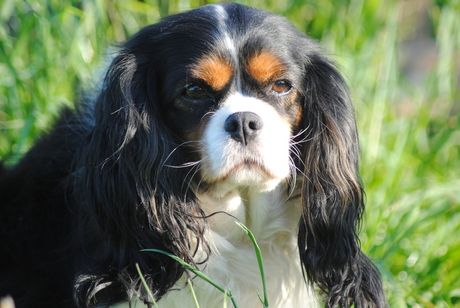 Cavalier King Charles Spaniel