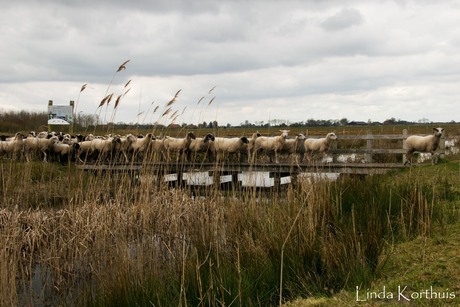 Als er één schaap over de dam is...