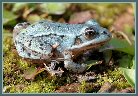 Blauwe groene kikker