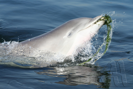 Spelende dolfijn