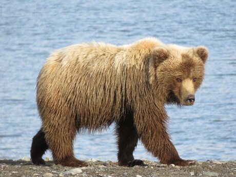 Beer Katmai National Park Alaska