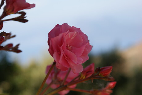 Roze bloem