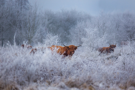 Schotse hooglanders in een winterse wereld