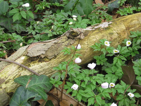 bloemen in het bunker bos