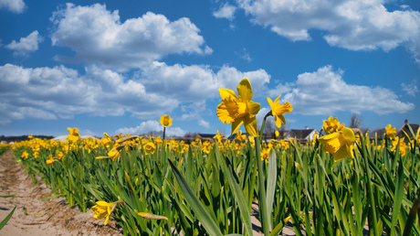 Narcissen in bloei