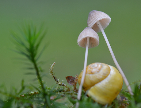 Mycena's met slak.