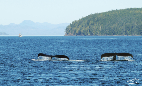 Humpback's dance