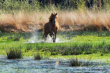 Kampina april 2020