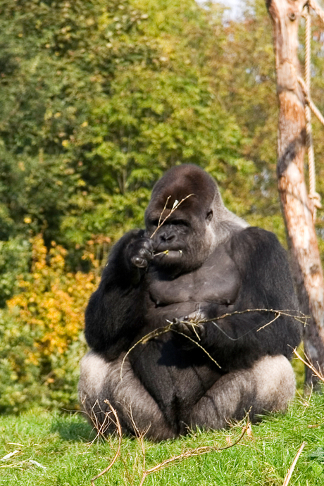 Gorilla in Gaiapark