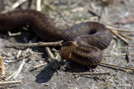 Adder