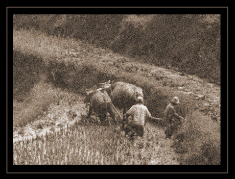 Rice farmers