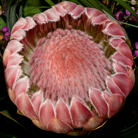 Protea