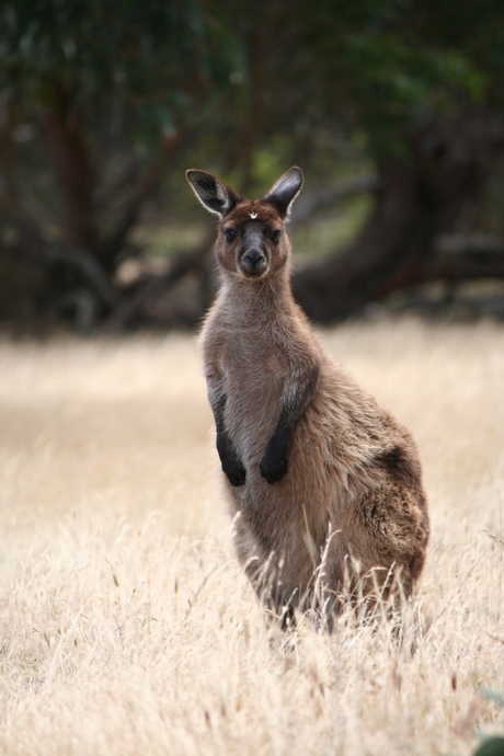 kangaroo