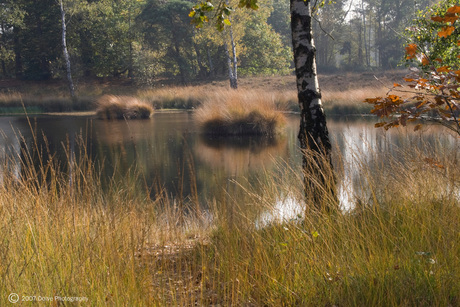 Herfst in Buurserzand