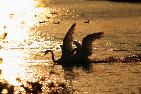 zwanen bij sunset.JPG