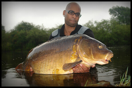 Grote spiegel karper in Nederland