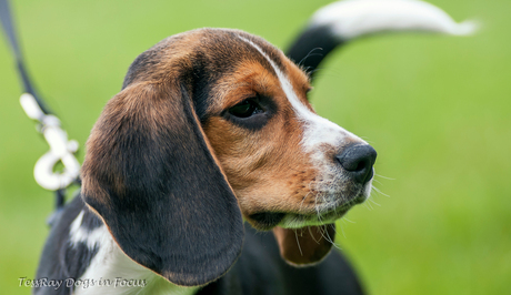 Nola Beagle pup