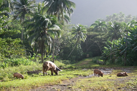 cuban jungle pigs