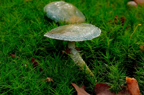 Kopergroenzwam (Psilocybe aeruginosa)