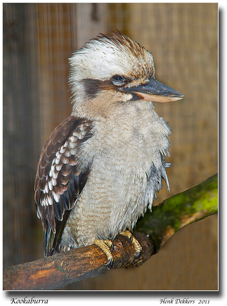 Kookaburra