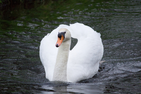 zwaan in volle glorie