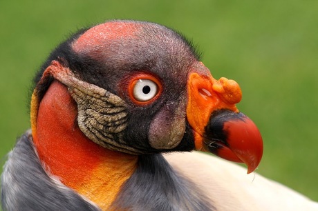 Kleurrijke kop van de koningsgier