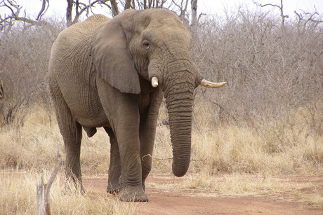 Olifant