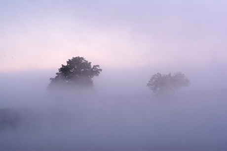 Misty Morning!